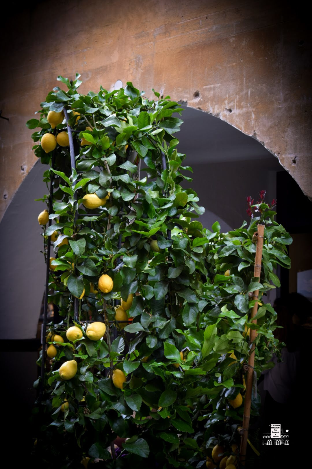 NON SOLO FIORI - ECCO UNA BELLA PIANTA DI LIMONI