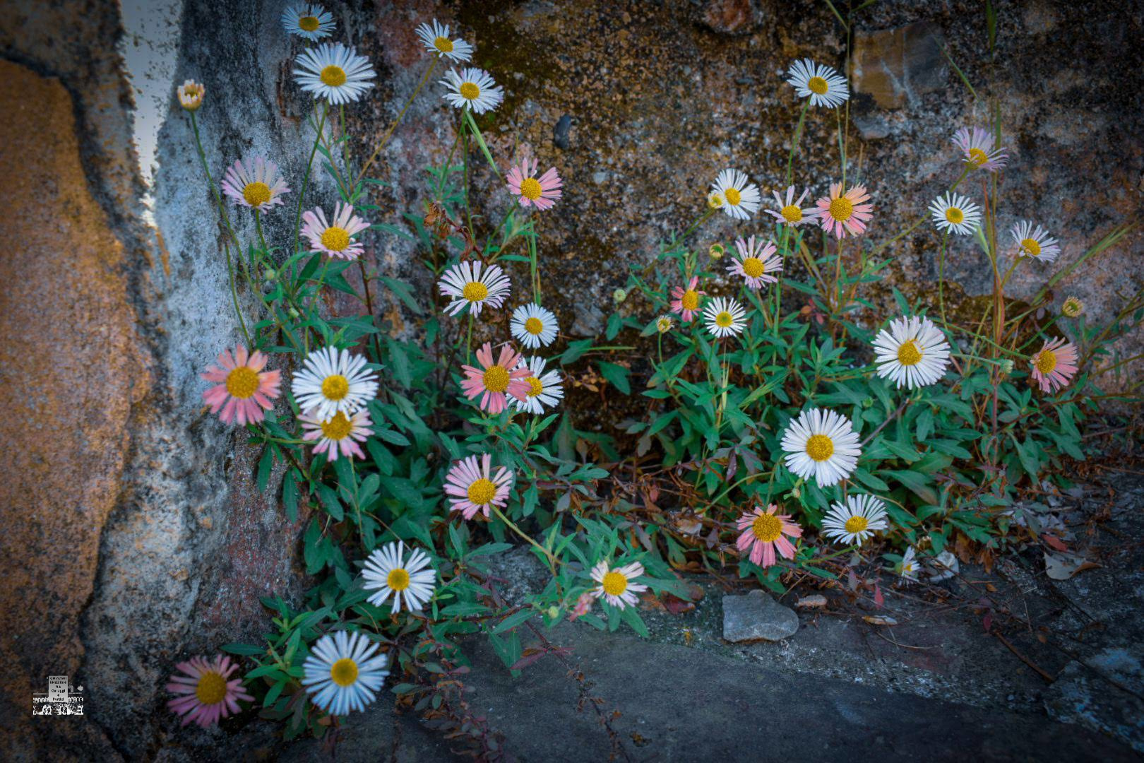 0305-2019-1109728287619193270122