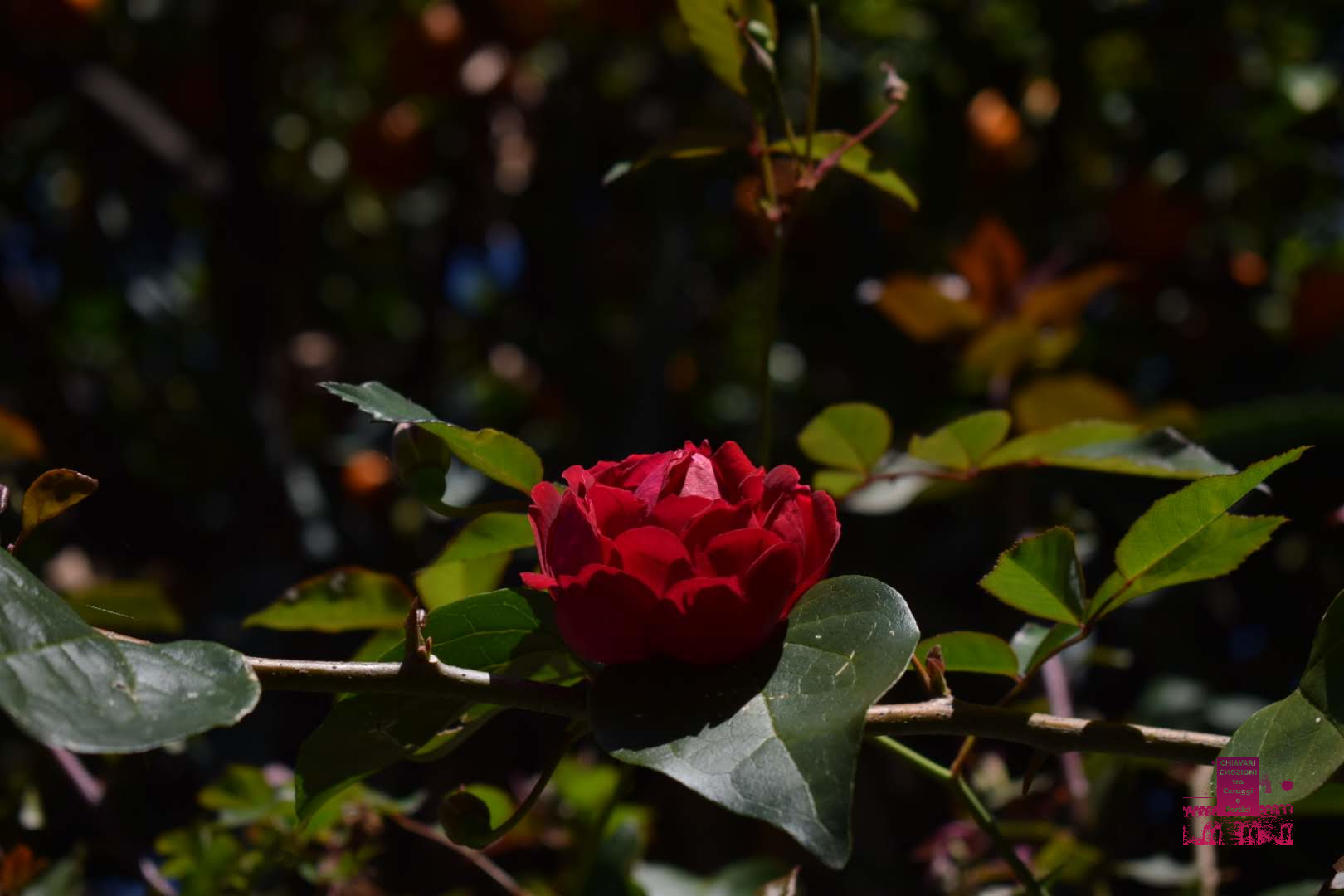 ROSA - ROSSA