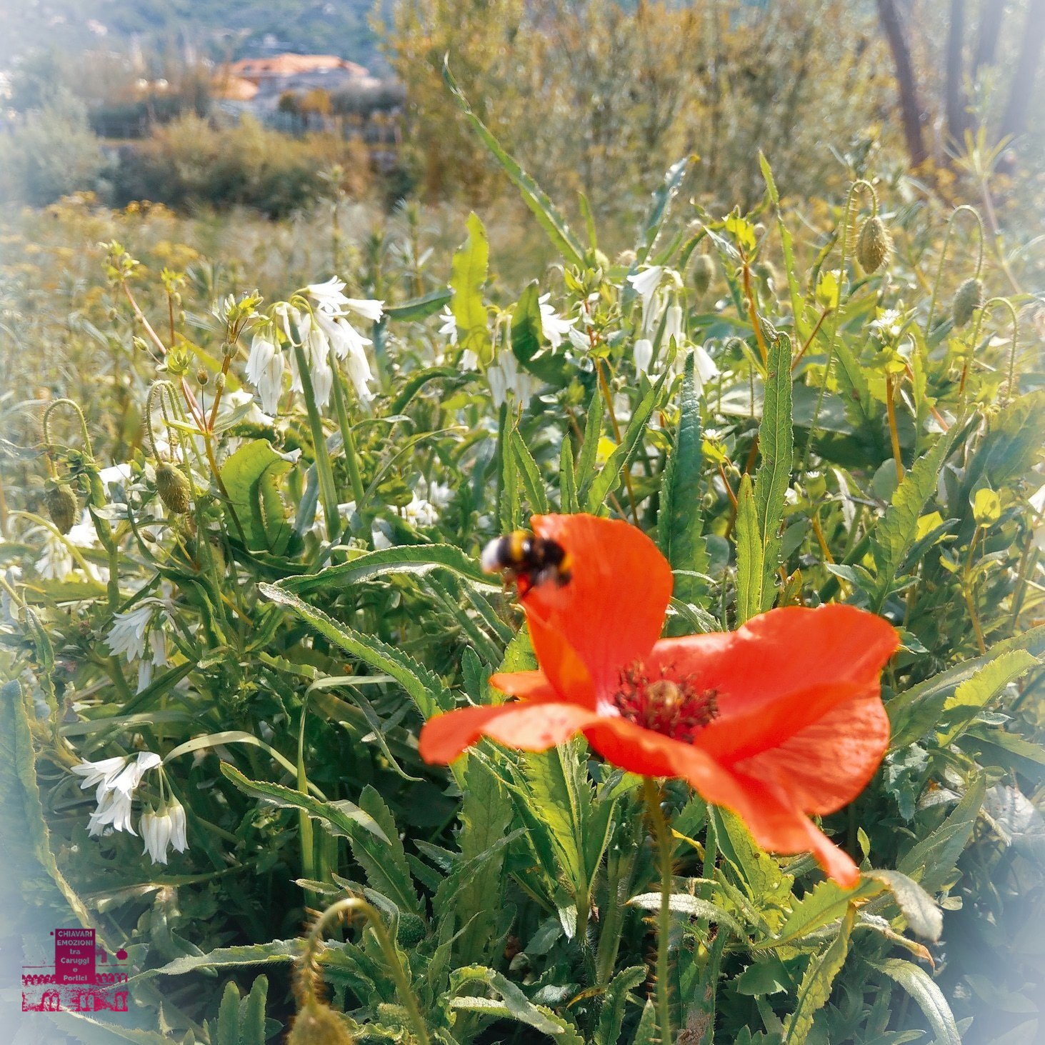 Felicità - Aprile 2019 - Lungo Entella - Chiavari - BOMBO SU PAPAVERO
