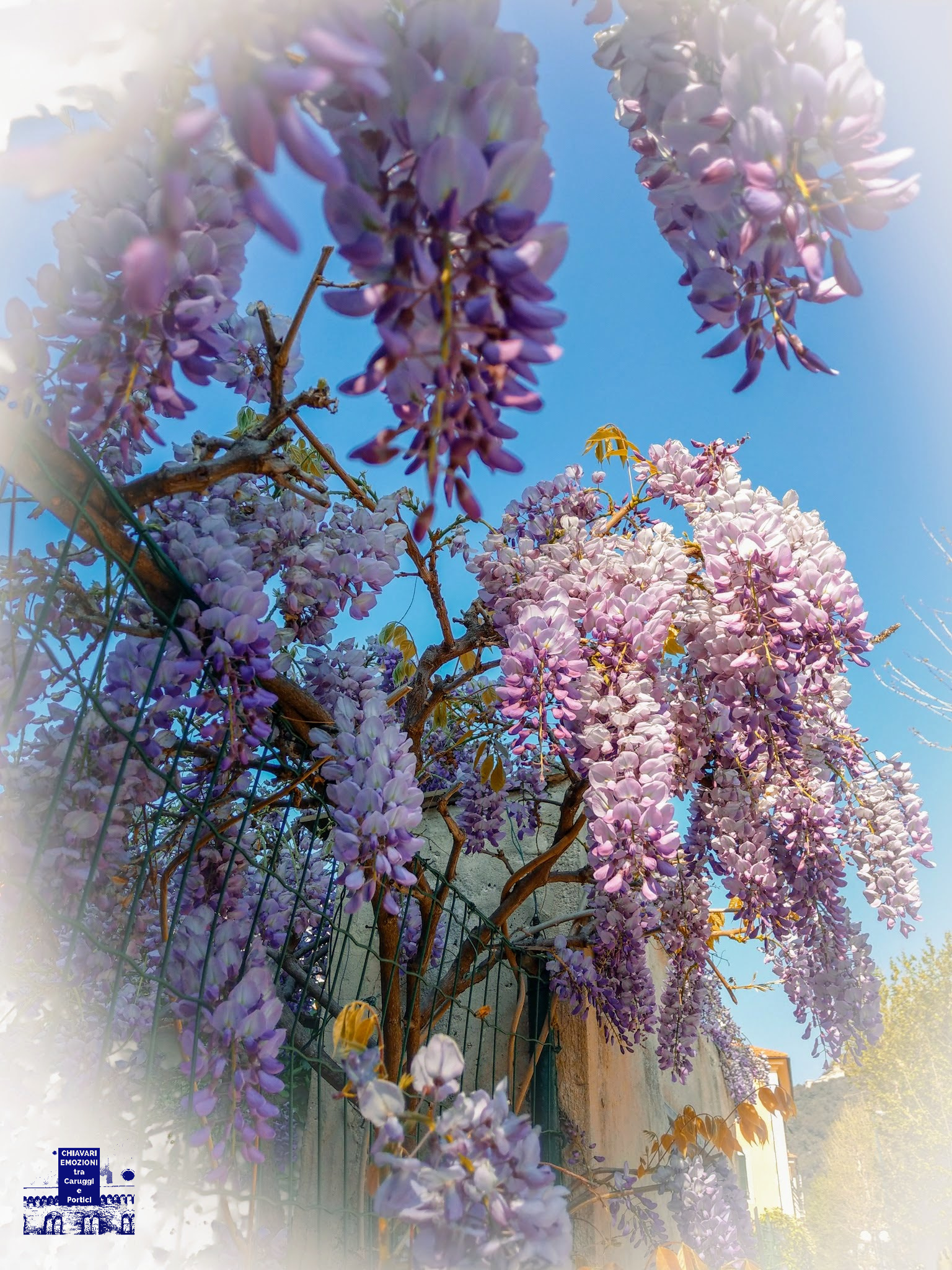 UltimoGlicineDiPrimaveraChiavariE