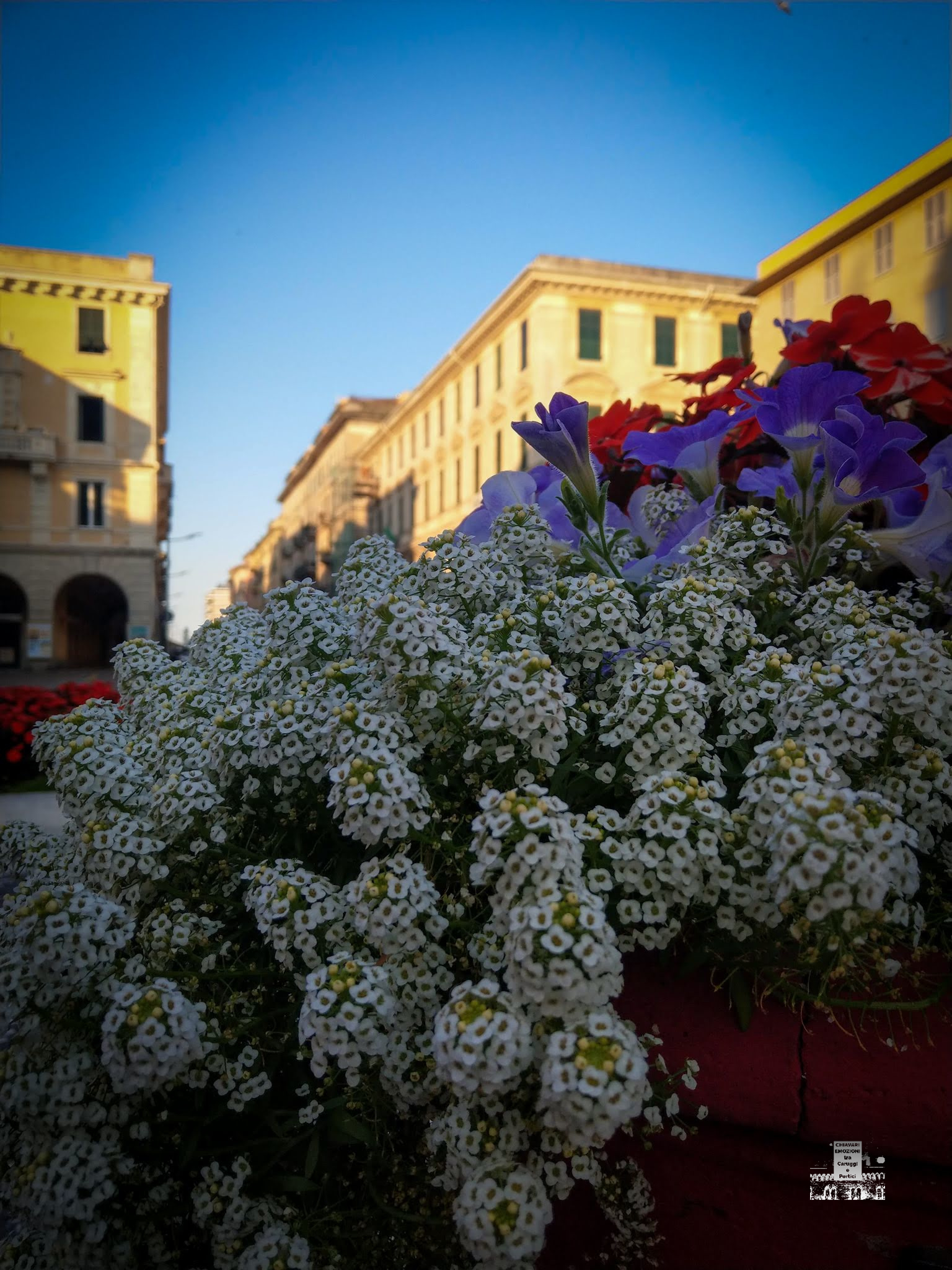 BOUQUET NELLO SFONDO CORSO GARIBALDI