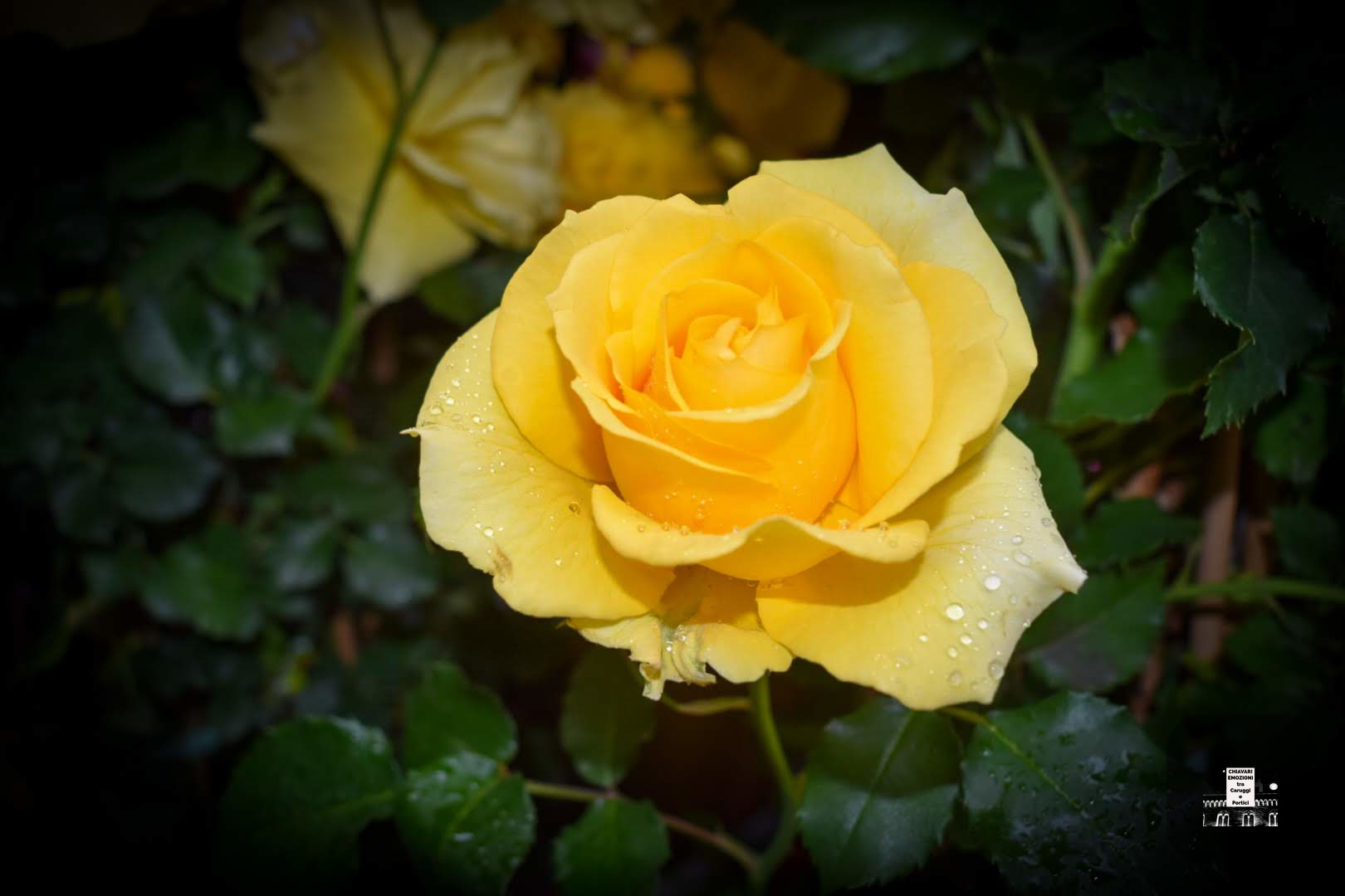 ROSA GIALLA DI GRAN FASCINO