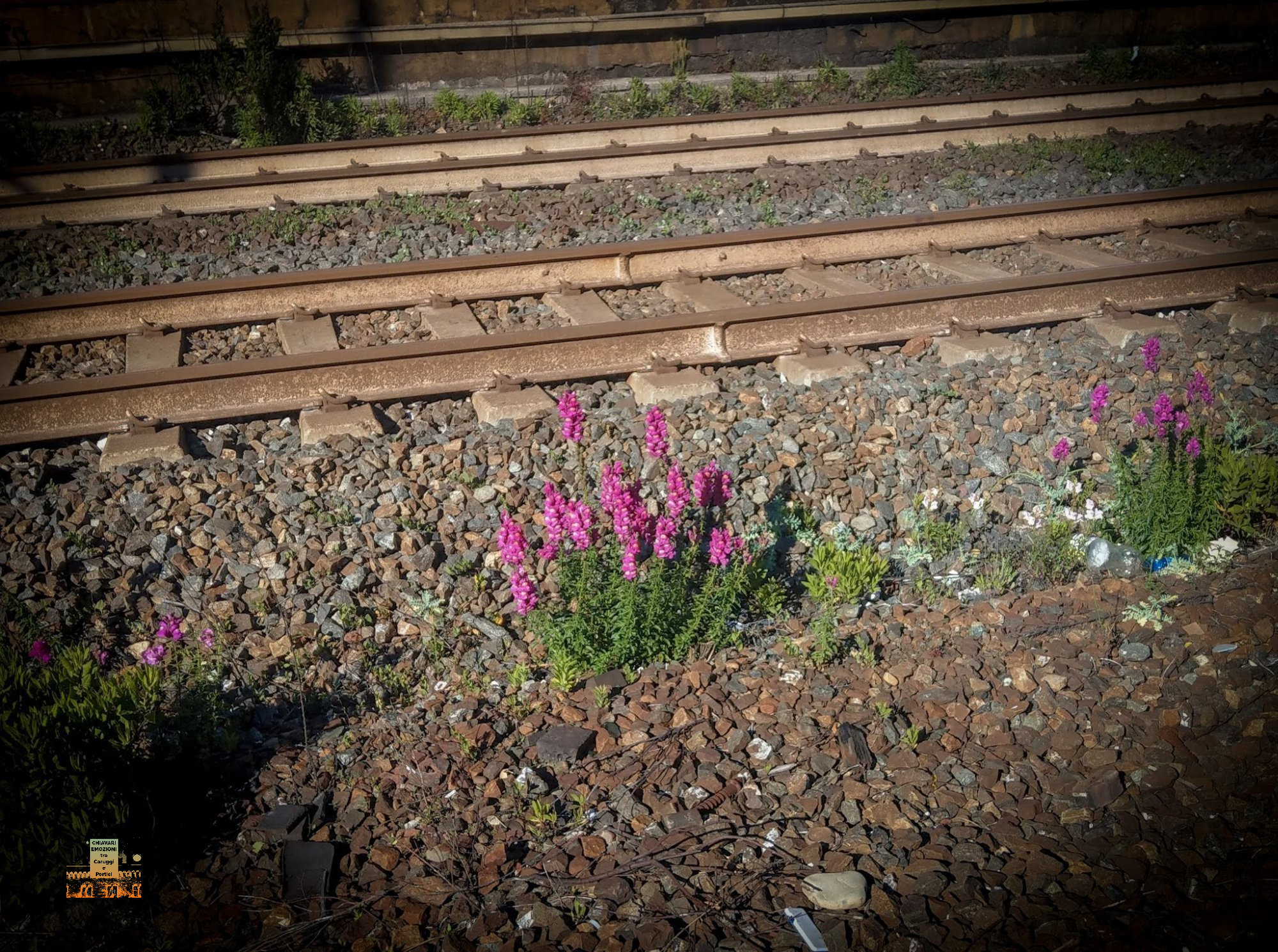 BOCCA DI LEONE - Antirrhinum majus