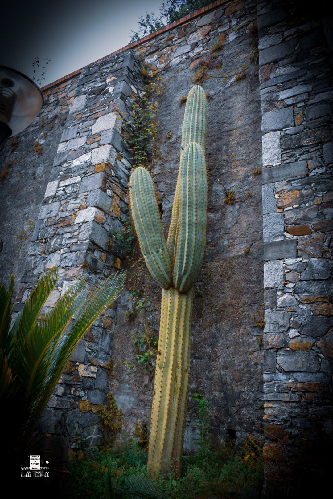 ADATTAMENTO E ACCLIMATAMENTO CACTUS DI OLTRE 3 METRI ADATTAMENTO E ACCLIMATAMENTO CACTUS DI OLTRE 3 METRI