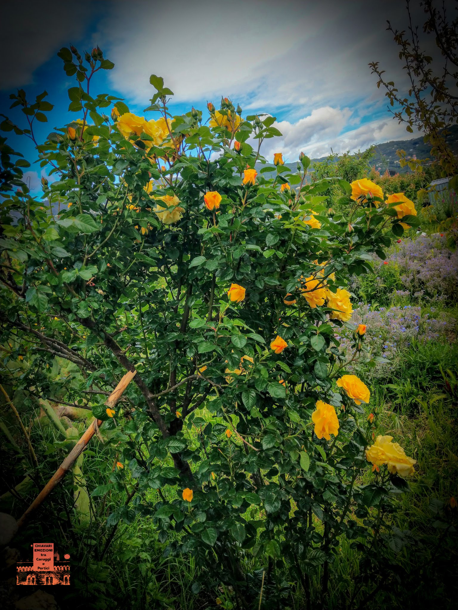 PRIMA ROSA DI MAGGIO - LUNGOFIUME