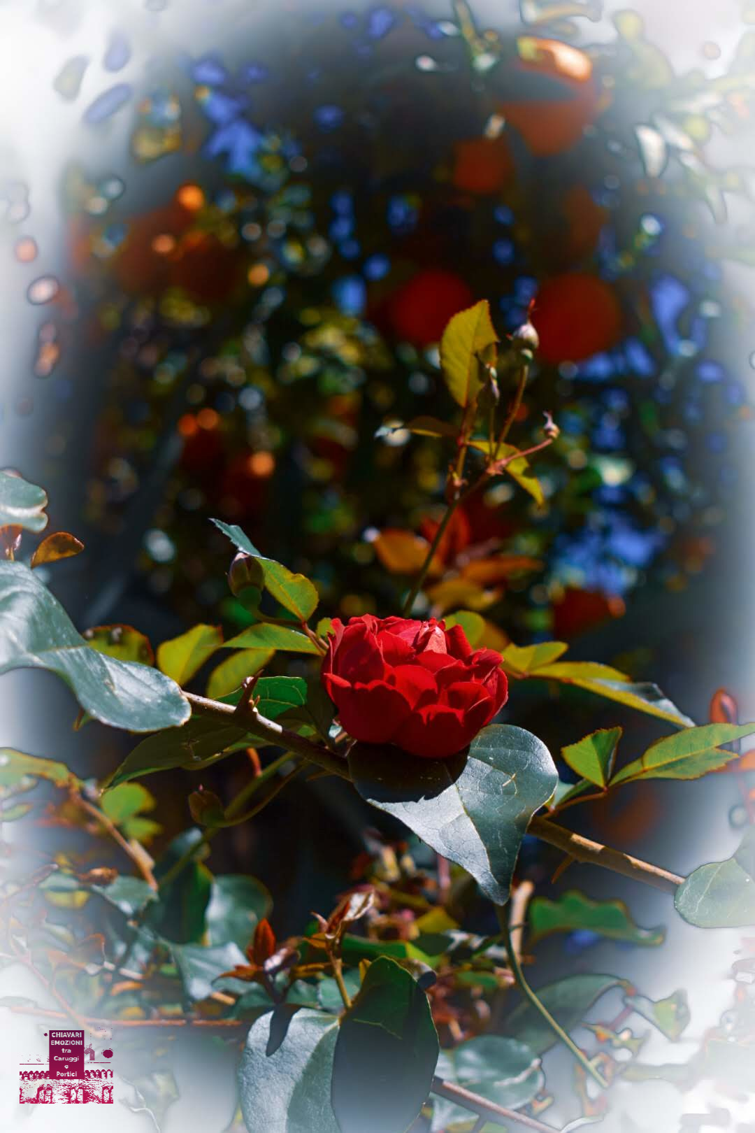 Rosa Agli Agrumi Chiavari