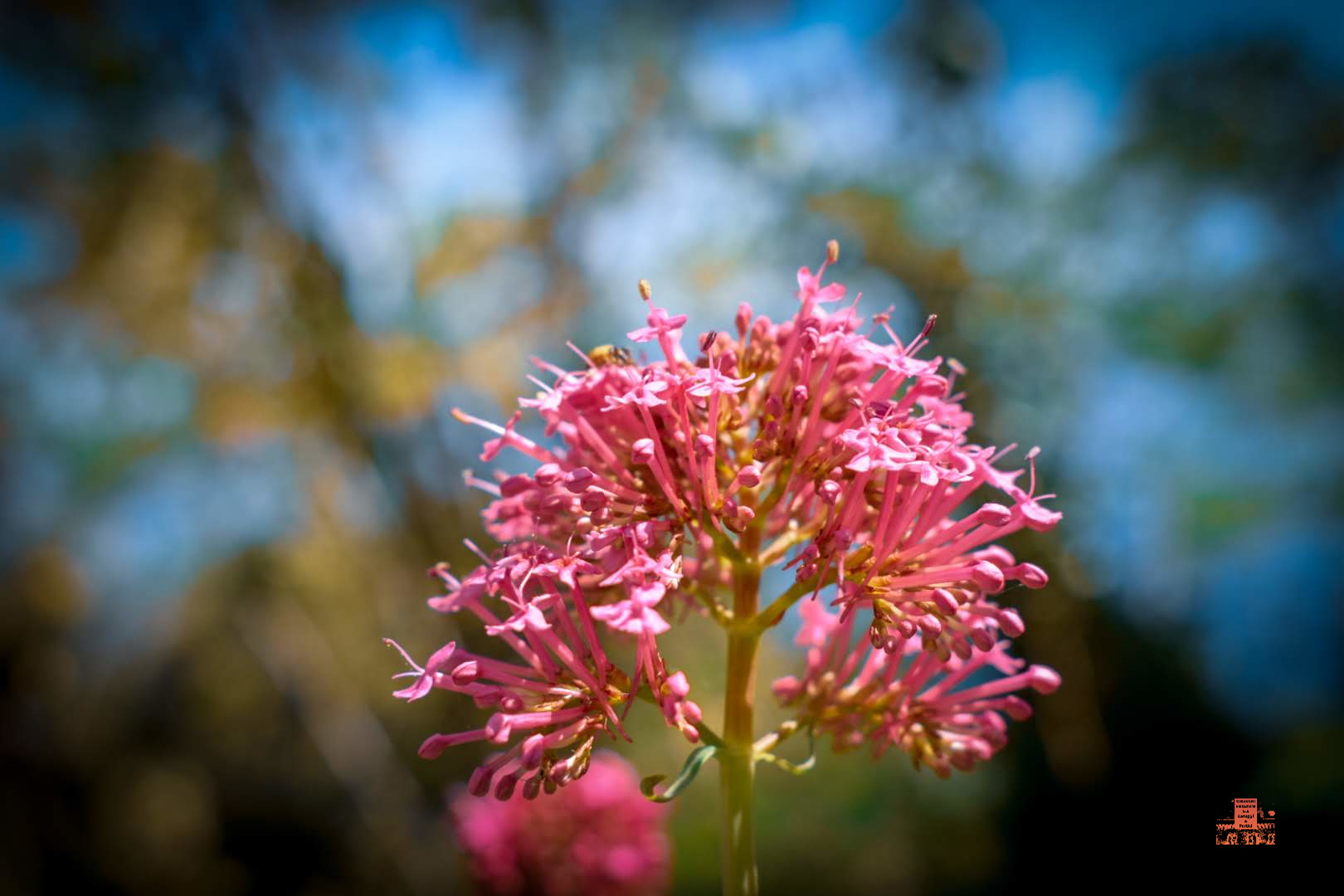 CHIAVARI VALERIANA ROSSA