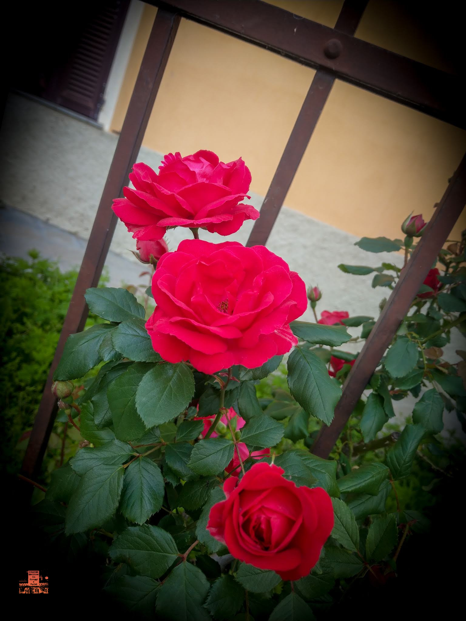 ROSE LUNGO FIUME ENTELLA
