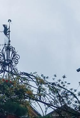 PARTICOLARE DEL GATTO