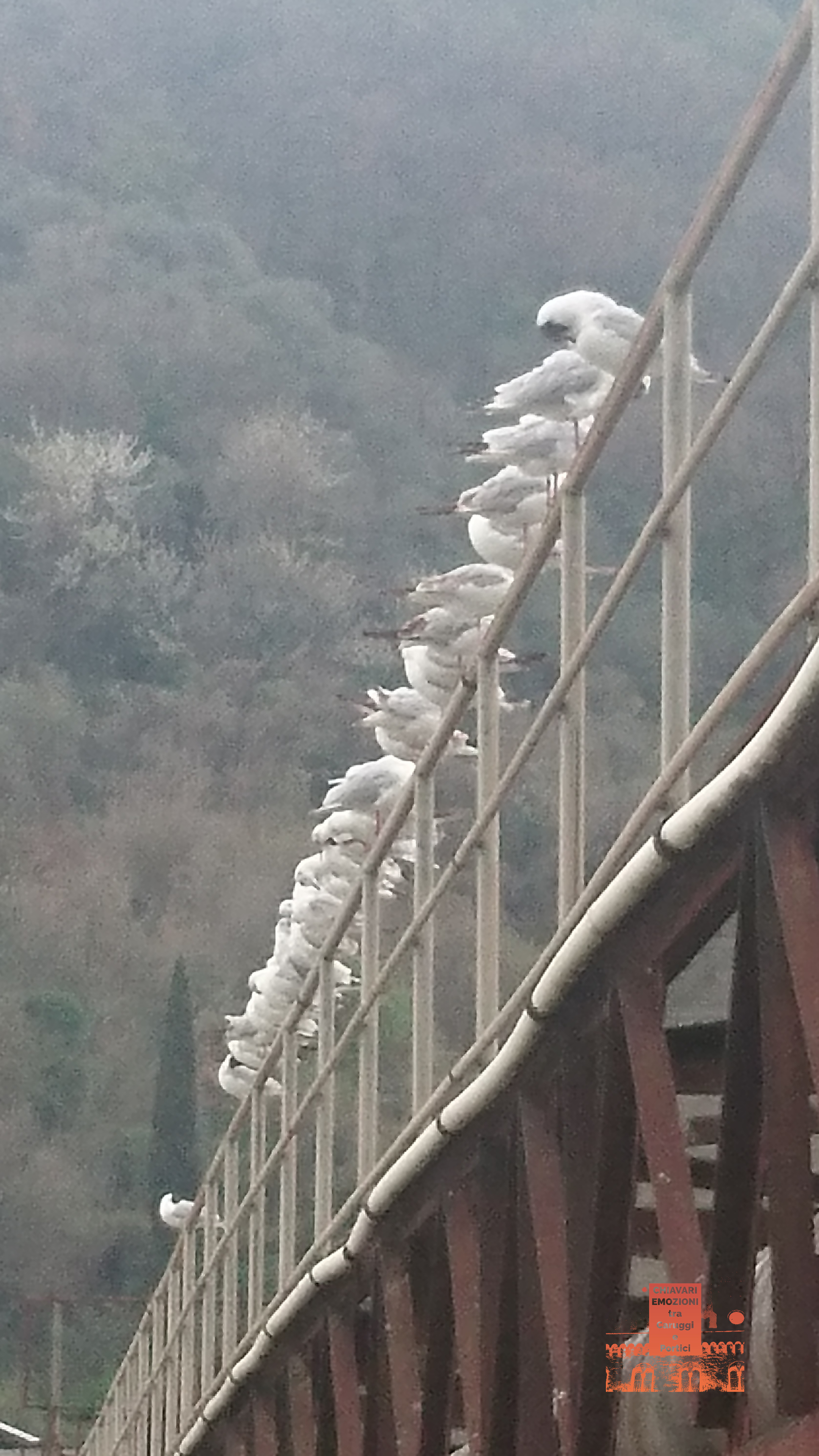 GABBIANIaRiposoFiumeENTELLA