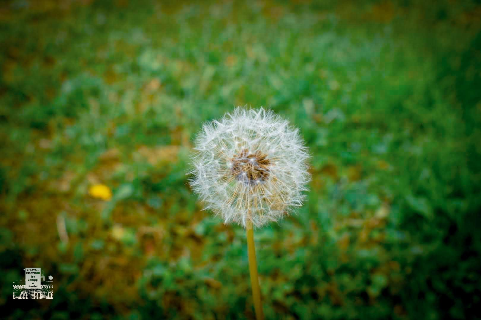 SOFFIONE DENTE DI LEONE ( TARASSACO )