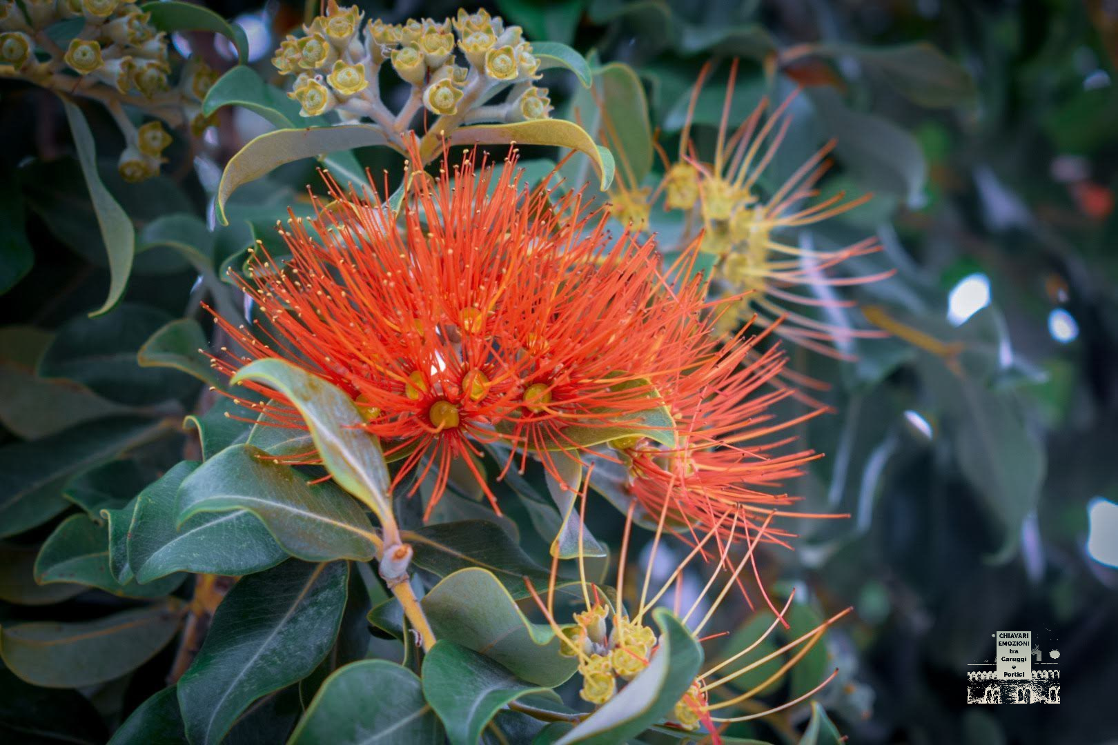 FIORE SU ARBUSTO PIAZZA MILANO
