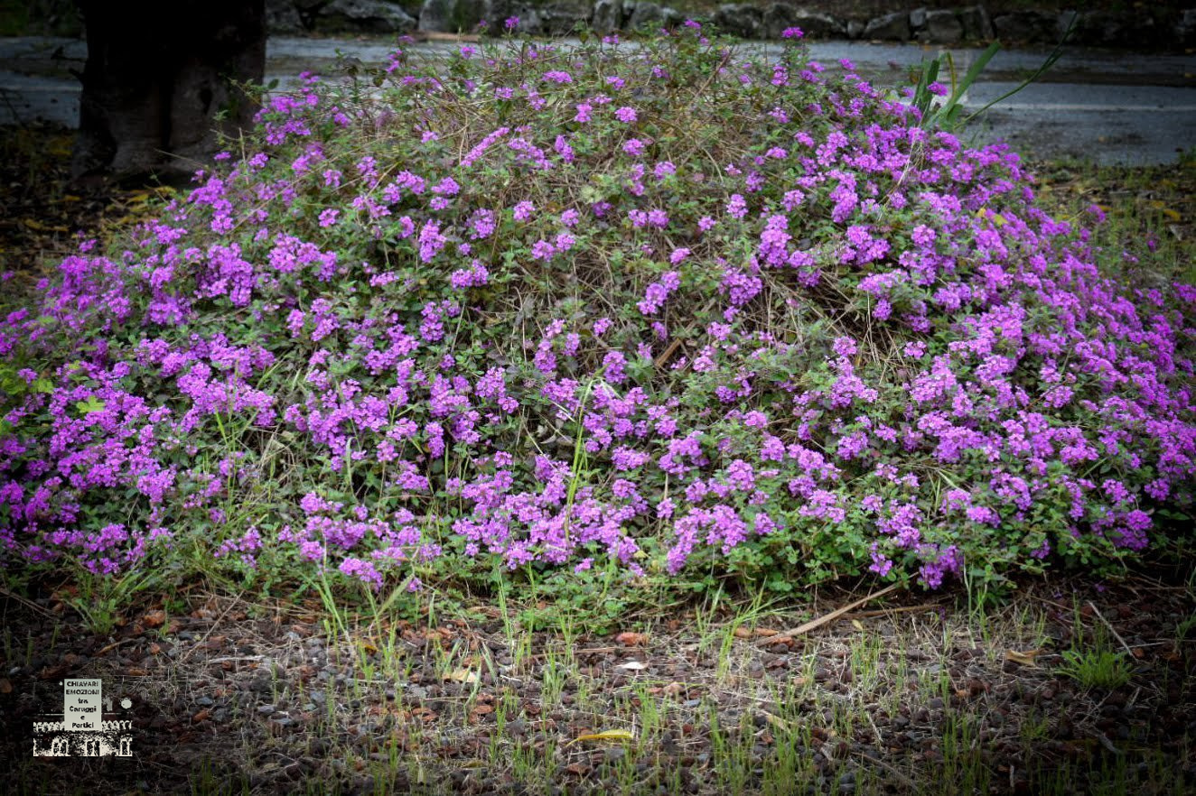 CESPUGLIO DI FIORI ZONA LIDO