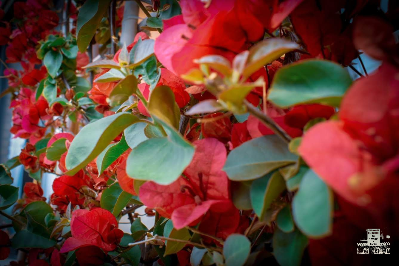 BOUGANVILLE FINTOFIORE