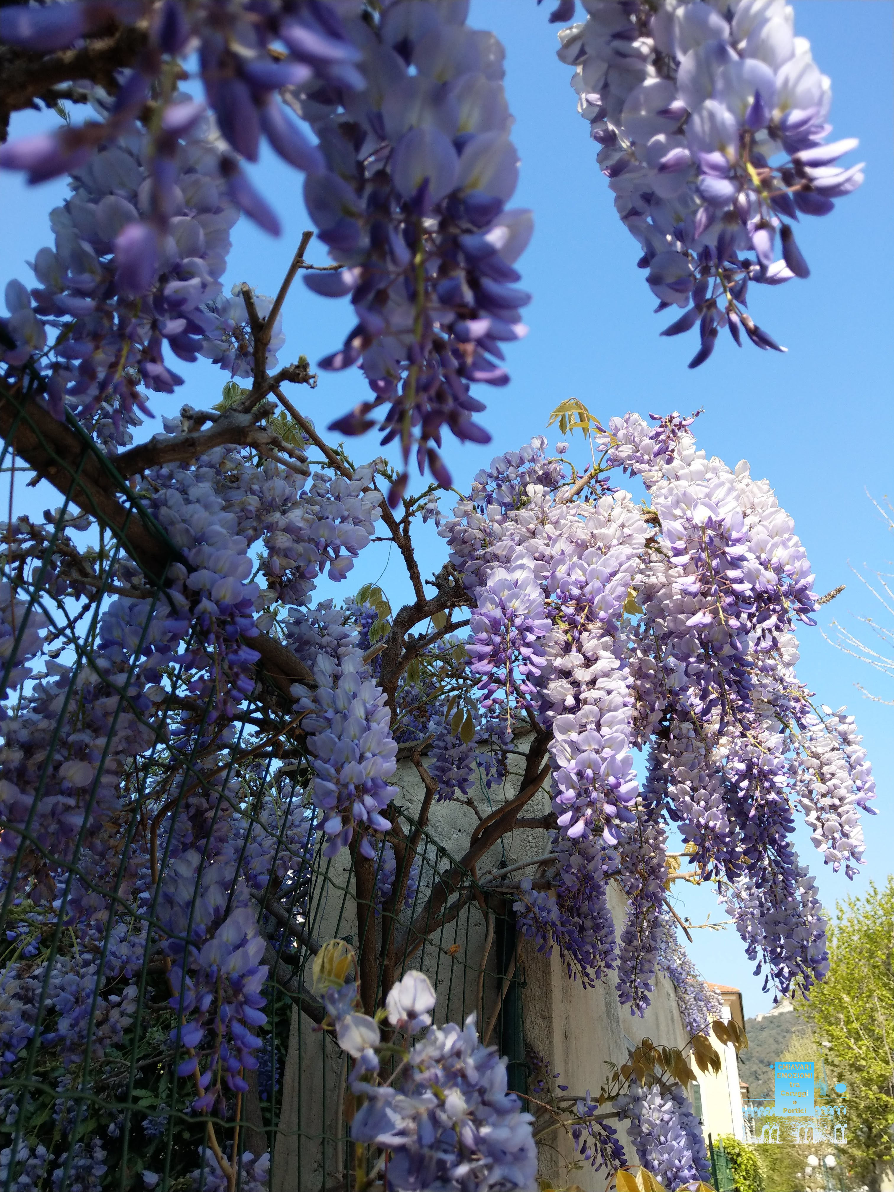 GLICINE color Glicine -FUSIONE VIOLA CON BIANCO