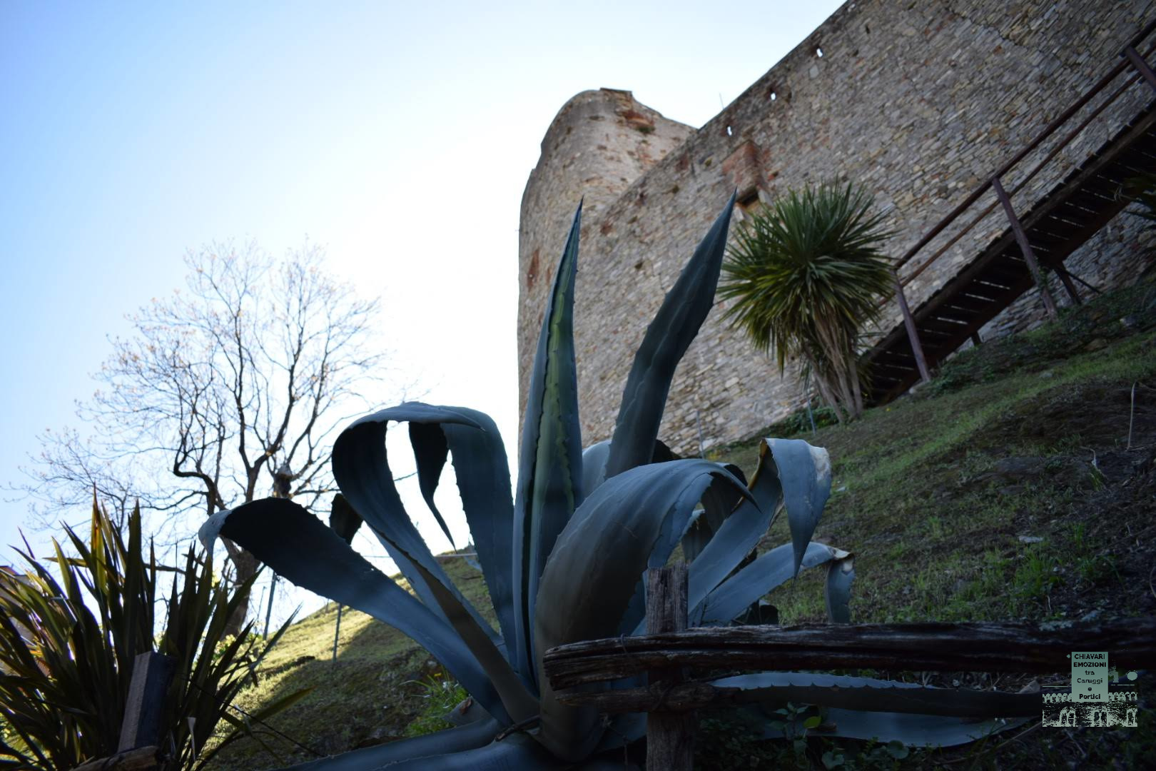 AGAVE COL SUO AMICO DI PIETRA