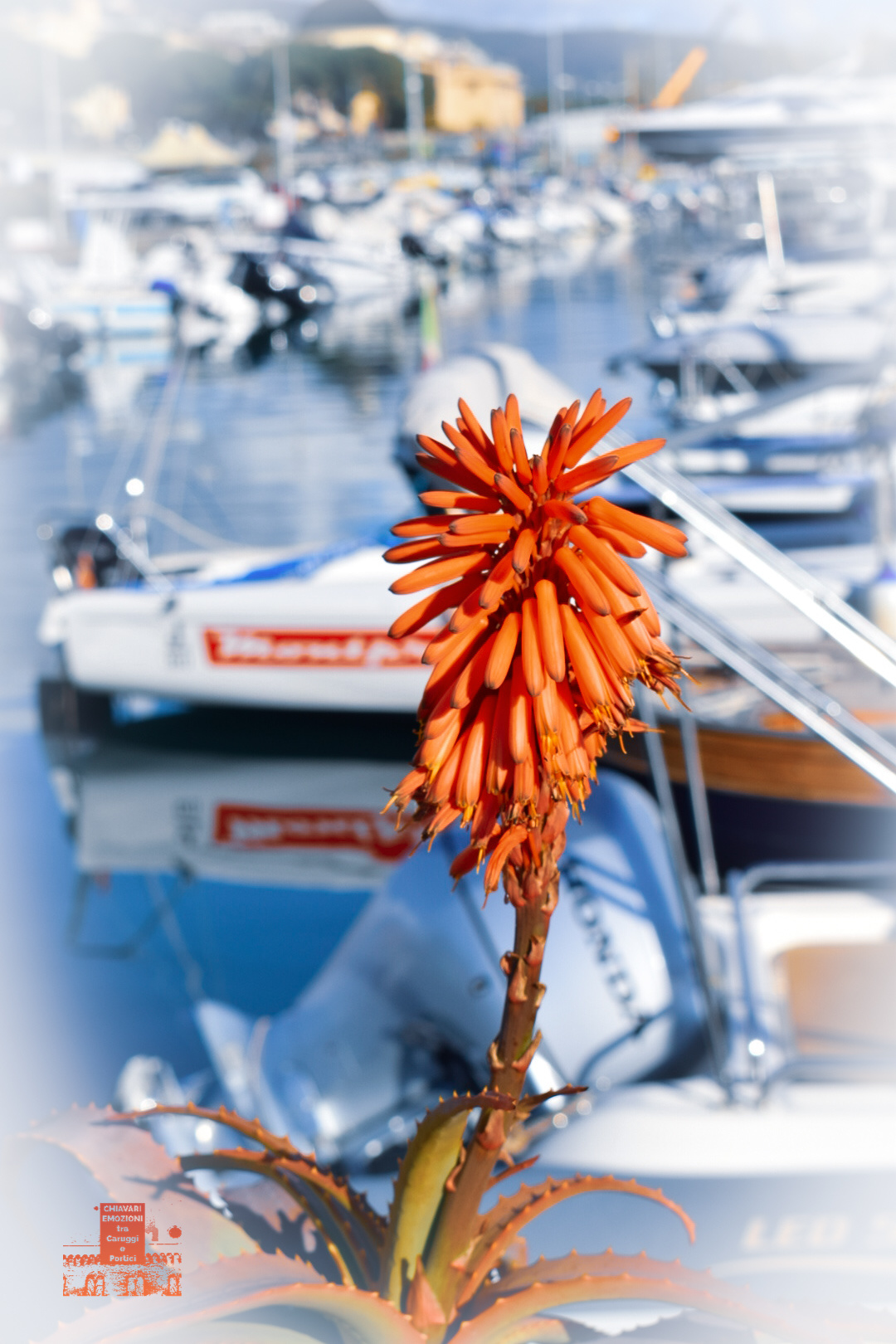 Fiore di Mare-Porto Turistico di Chiavari