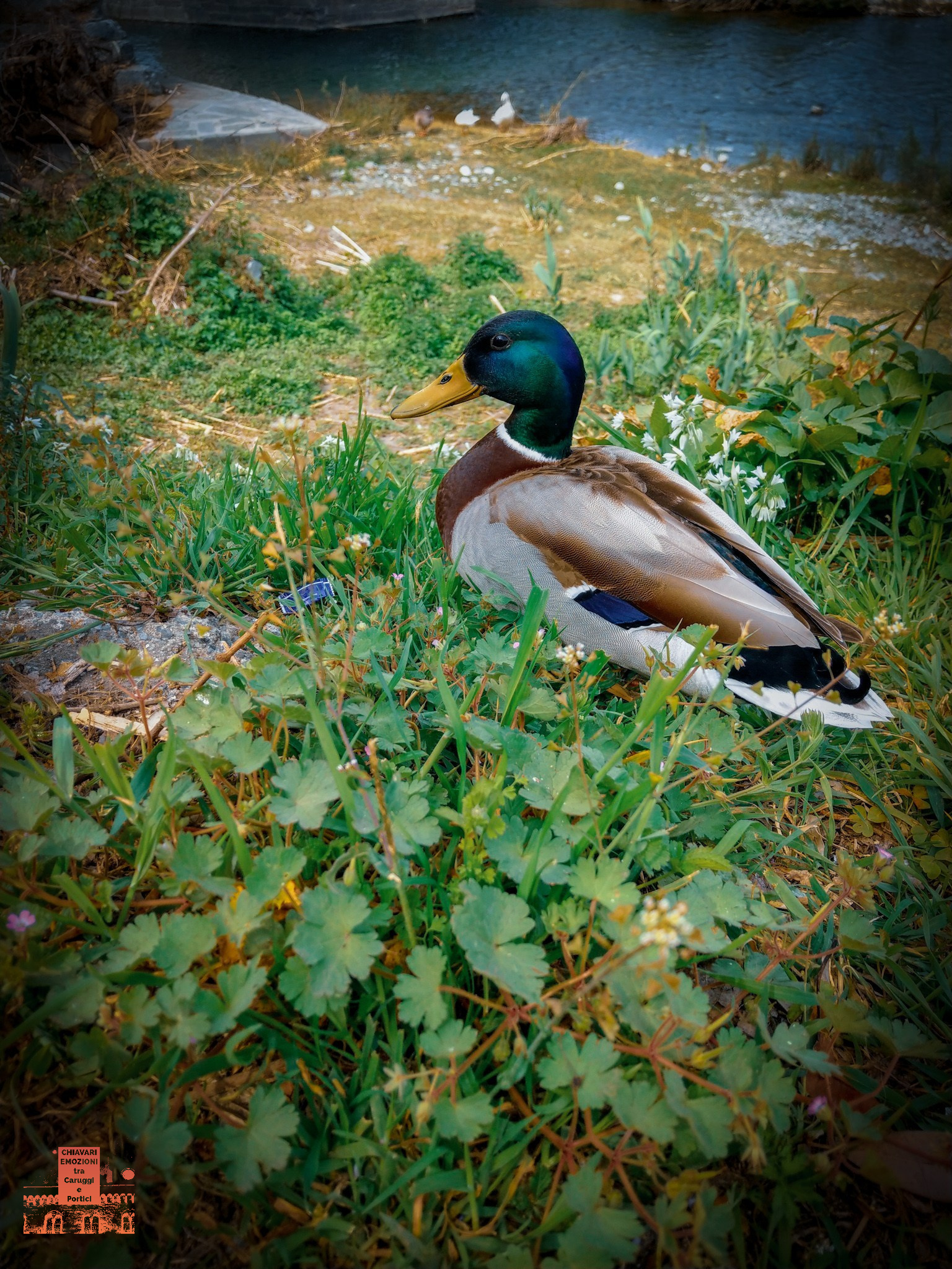 Pasqua 2019 - IL CUGINO - LUNGO ENTELLA