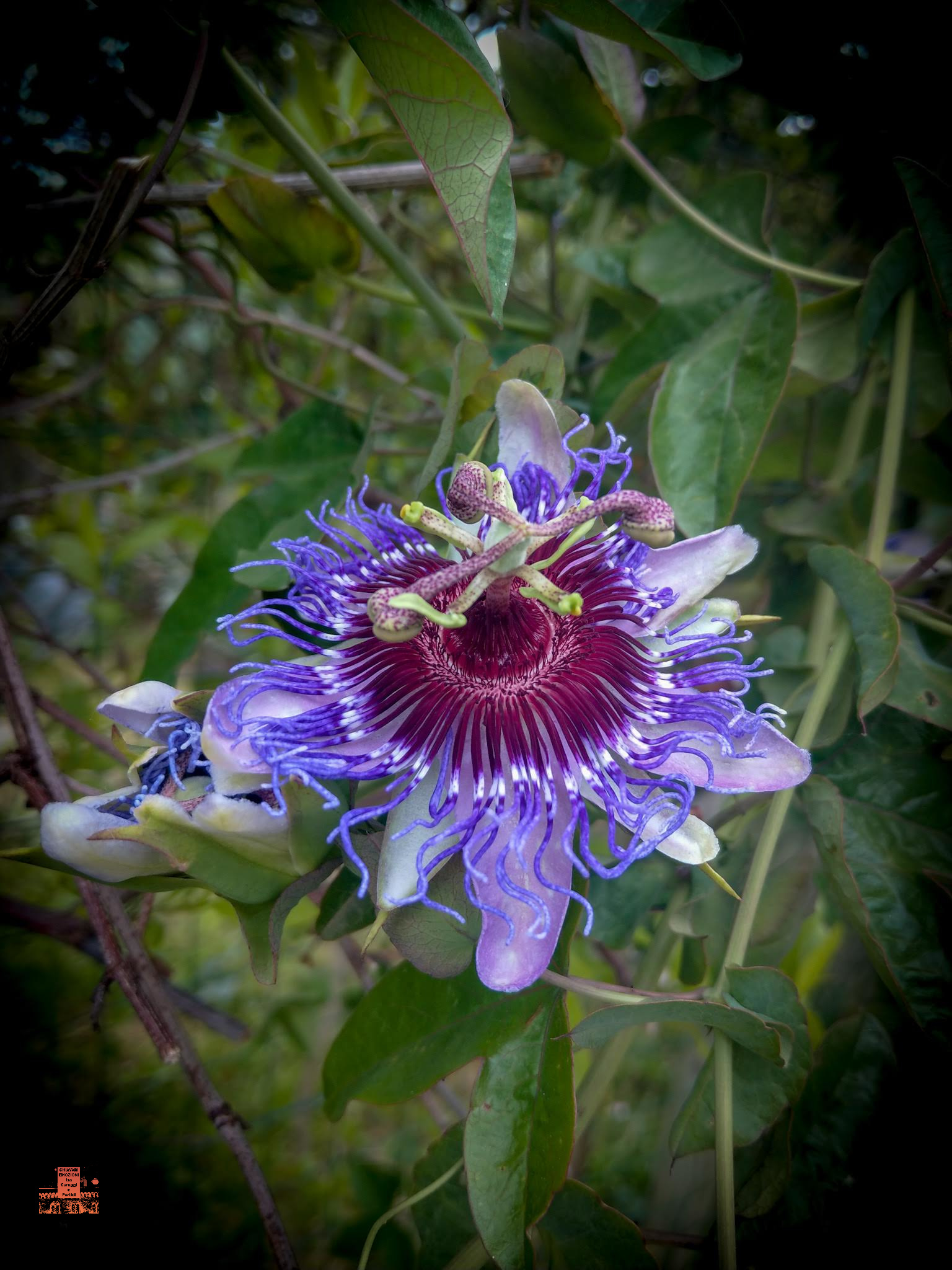 FIORI DI PASSIFLORA LIGULARIS