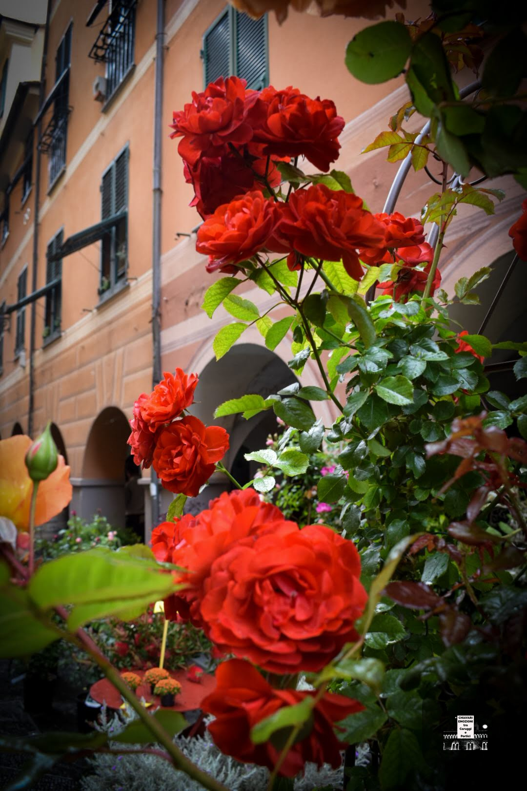 ROSE CARUGGIO DRITTO