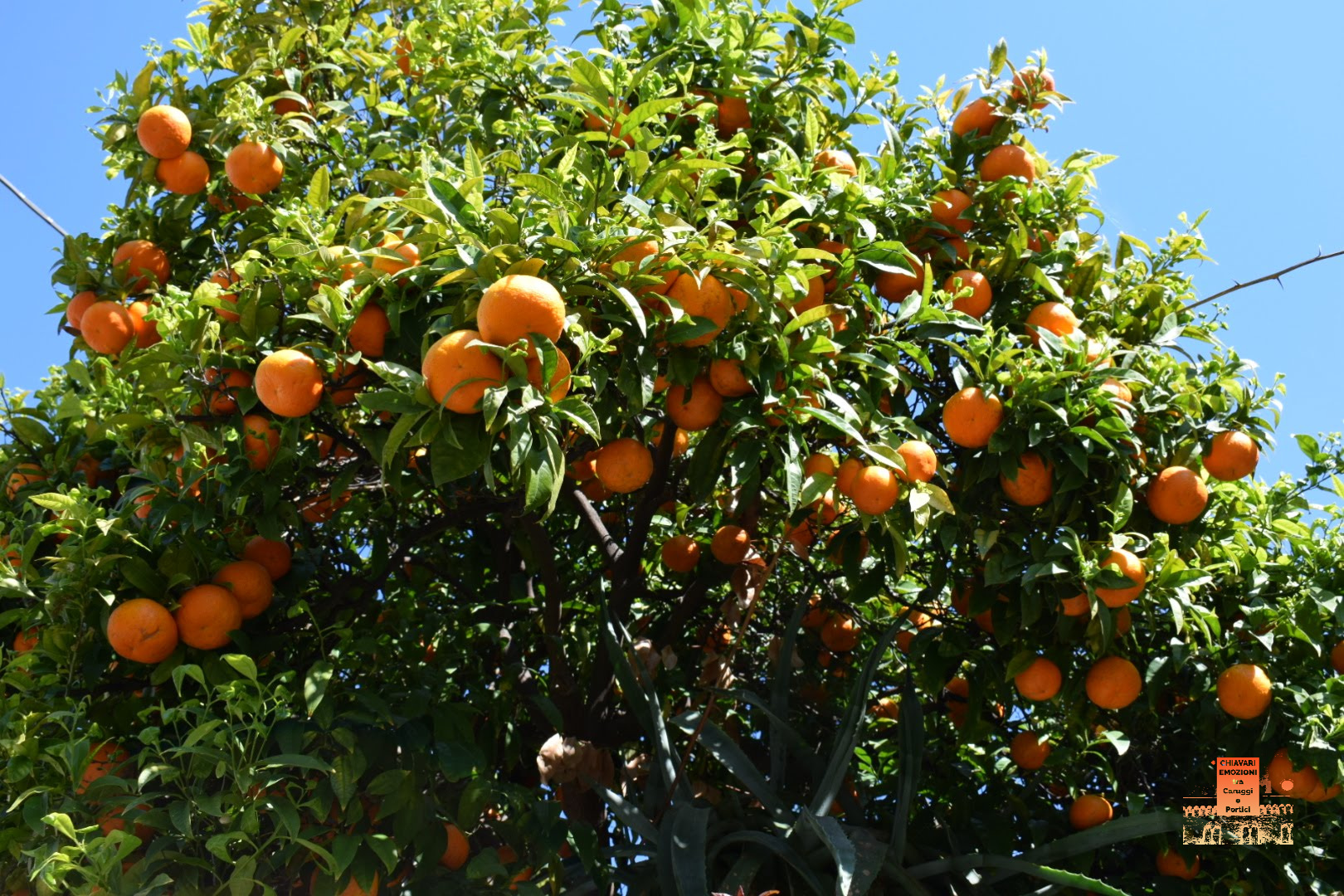 ARANCE arancione
