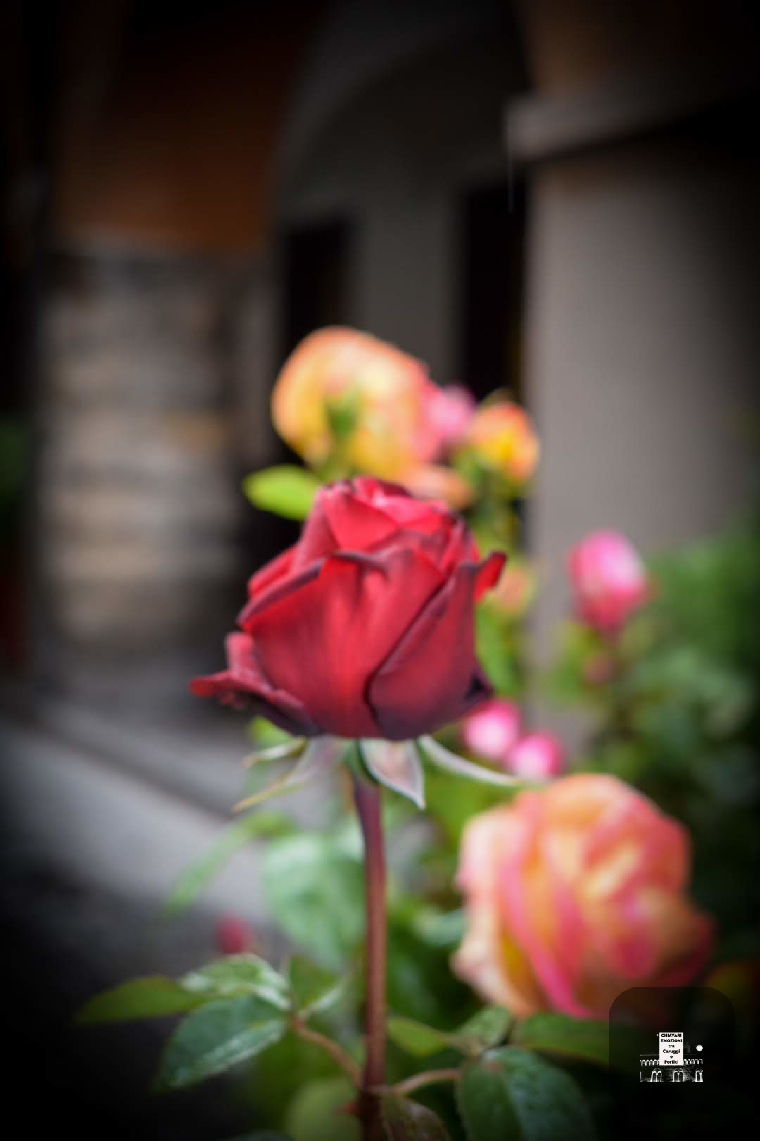 PRIMO PIANO - SFONDO SFOCATO PORTICI