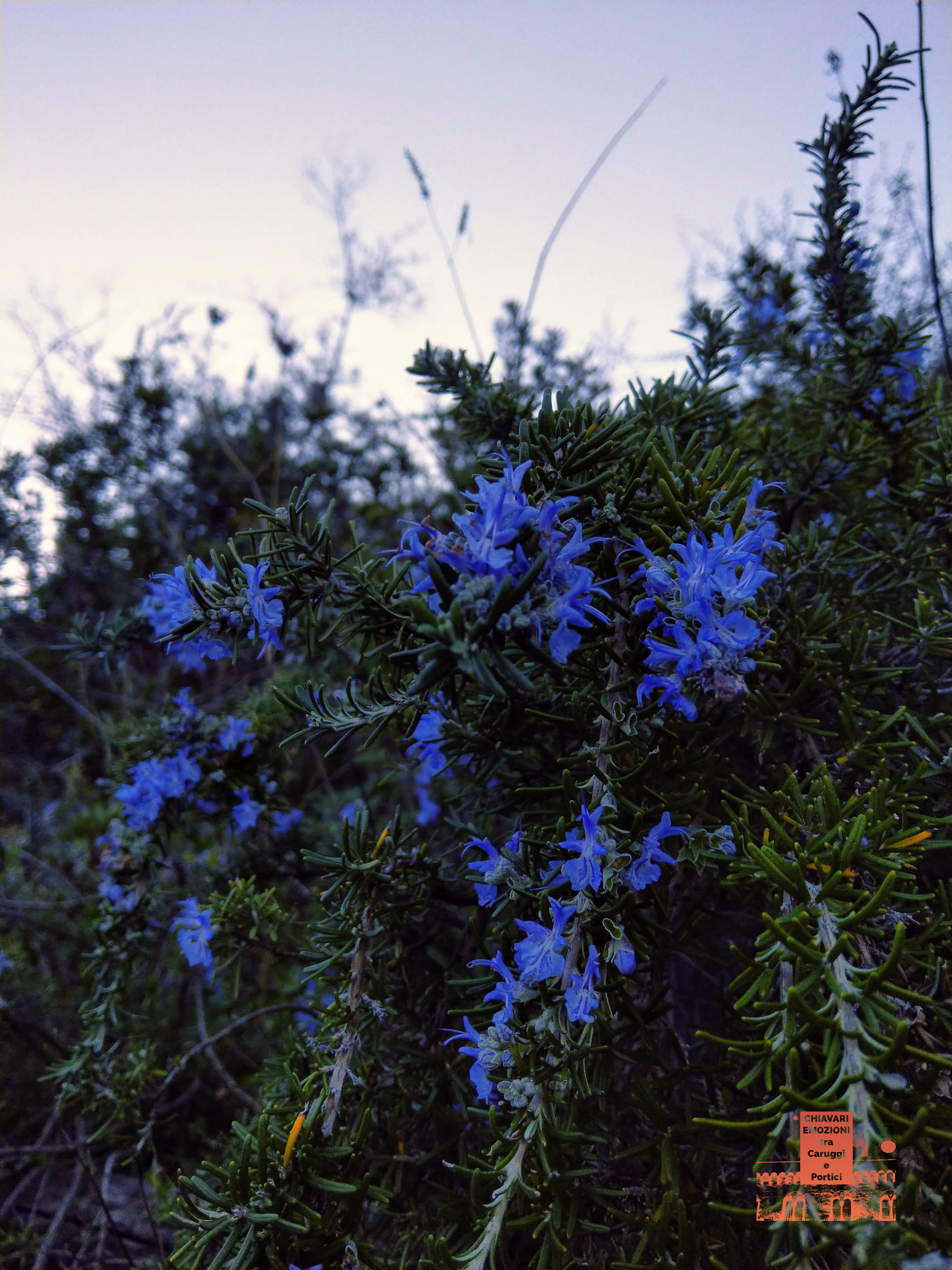 Pianta Aromatica di Rosmarino fiorita