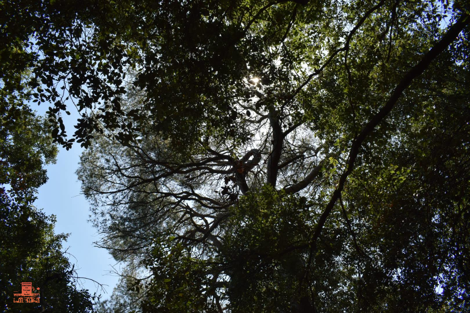 CONTROLUCE OLTRE AI LECCI SONO PRESENTI ANCHE I PINI