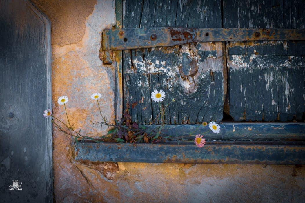 0305-2019-1151296287540761625933